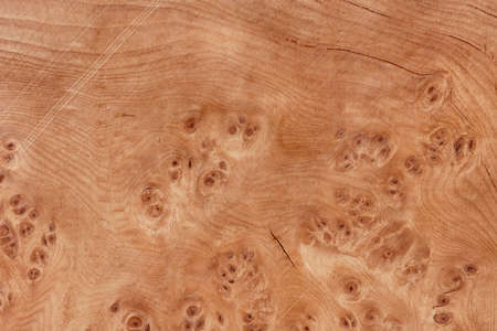 Tree rings old weathered nature texture, suitable for design.の写真素材