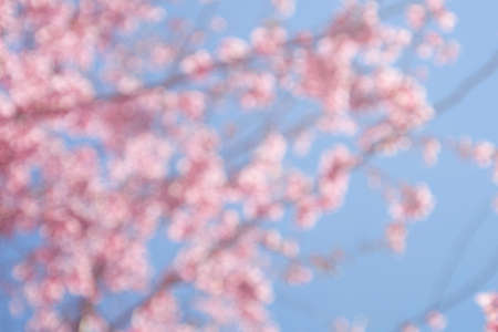 Pink cherry blossom with blue sky bokeh background. Defocused and blur lens effect.の写真素材