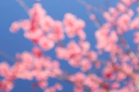 Pink cherry blossom with blue sky bokeh background. Defocused and blur lens effect.