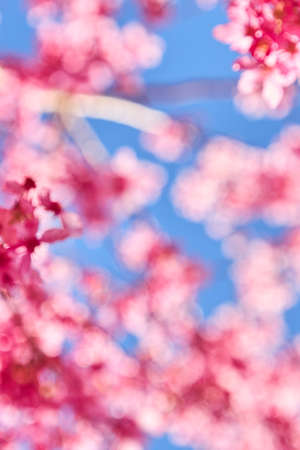 Pink cherry blossom with blue sky bokeh background. Defocused and blur lens effect.の写真素材