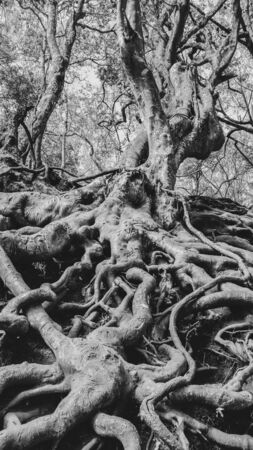 Roots of a tree crawling together