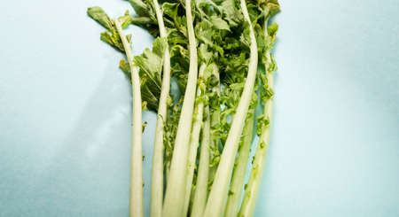 Closes up of white radish vegetable Foodの写真素材