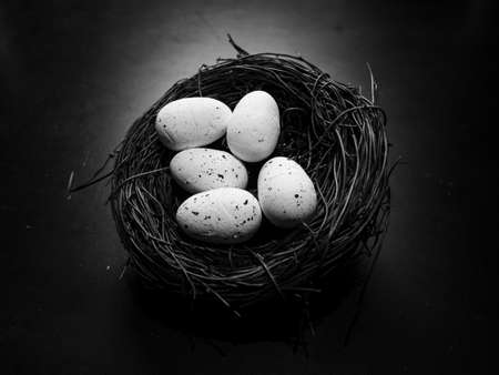 Close up of bird nest with two eggsの写真素材