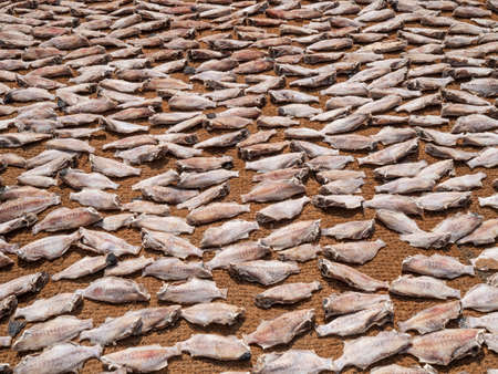 Close up of dry fish in Sri Lankaの写真素材