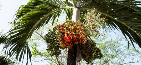 Palm tree with ripe fruits. Palm tree with green leaves.