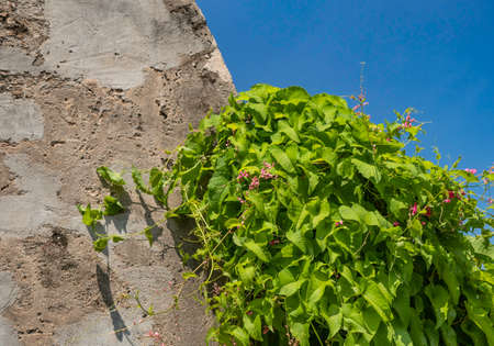 Close up of green leaf and plants been in natureの写真素材