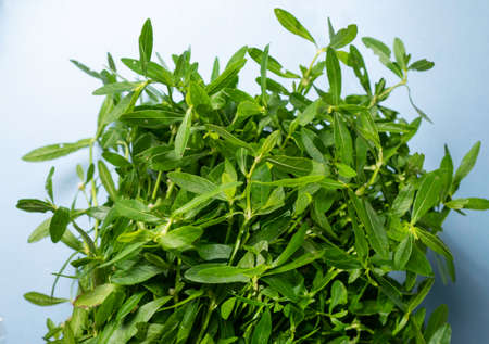 Close up of green leaf and plants been in natureの写真素材