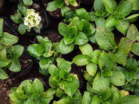 Close up of green leaf and plants been in natureの写真素材