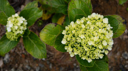 Close up of green leaf and plants been in nature