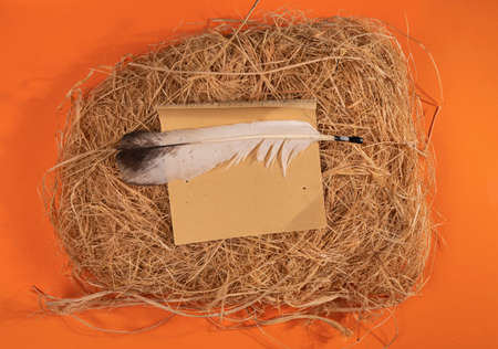 A bird feather on an orange background.の写真素材