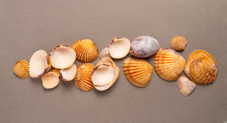 Seashells on a beige background.