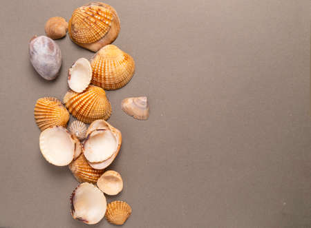 Seashells on a gray background. Top view, copy space