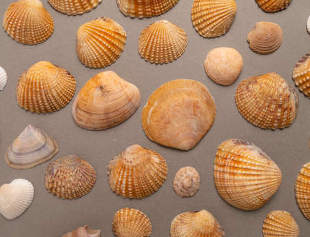 Seashells on a gray background. Top view. Summer concept.