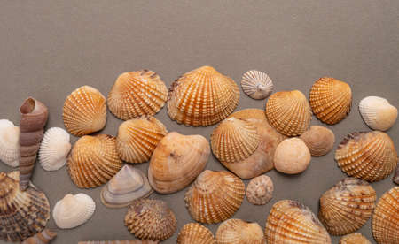 Seashells on a gray background. View from above.