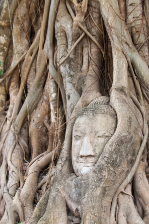 Head of Sandstone Buddha in The Tree Roots at Mahathat Temple, Ayutthaya, Thailandの写真素材