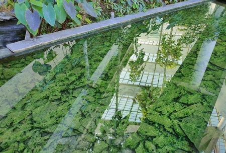 Reflection of trees and plants in the water in the pond.の写真素材