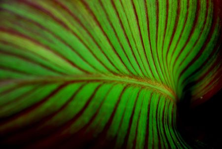 A young tree leaf is growing into shape