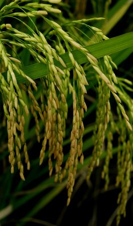 Rice paddy ready for harvestの写真素材