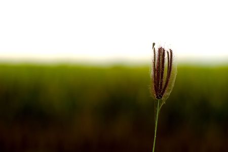 Wild grass in the paddy fieldの写真素材