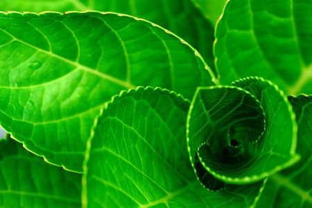 A growing green plantの写真素材