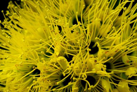 Yellow flower blossoming to anywhereの写真素材