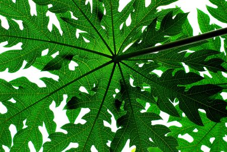 A backlit papaya tree leafの写真素材