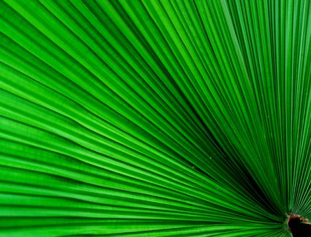 A tree leaf is growing into shapeの写真素材