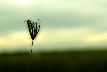 Wild grass in the paddy fieldの写真素材