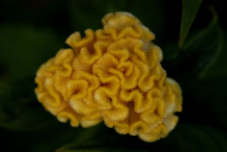 yellow flower that looks like coralの写真素材