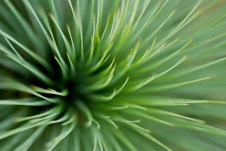 green leafの写真素材