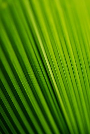 green leafの写真素材