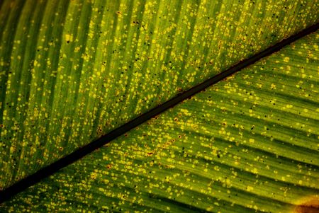 drying leaf