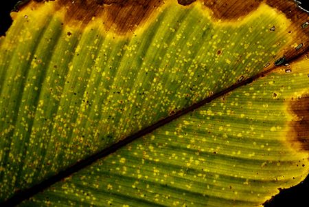 drying leafの写真素材