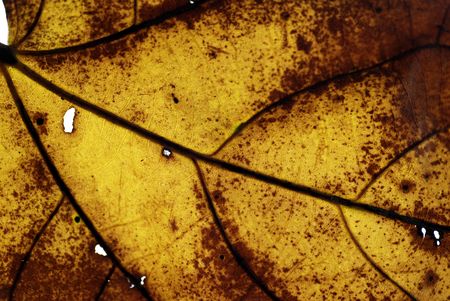 dry leafの写真素材