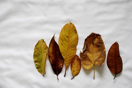 dry leafの写真素材