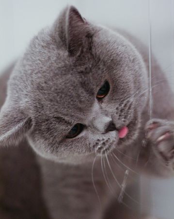 Cat&Waterの写真素材