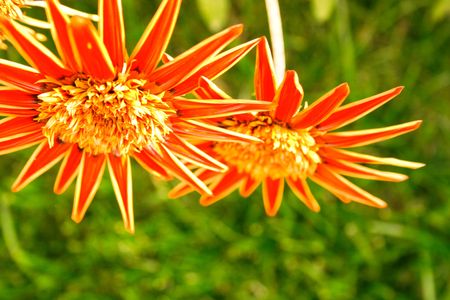 Summer flowers