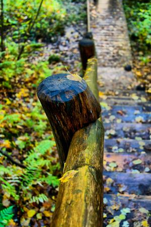 Staircase at autumn forestの写真素材