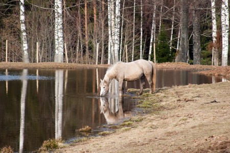 Horse watering at green spring forestの写真素材