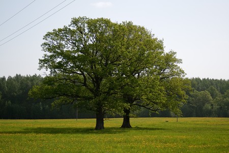 Summer meadow with dandelion flower and treeの写真素材