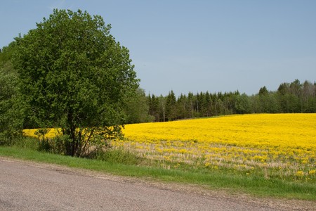 Summer meadow with dandelion flower and treeの写真素材