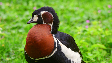 a red-breasted gooseの写真素材