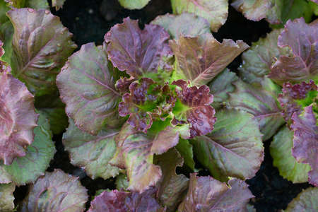 Closeup of leaves red butavia salad with strong detailed texture on soil background
