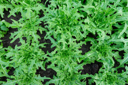 Red oak vegetable fresh organic on  top view background pattern