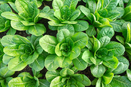 green cos vegetable fresh organic on  top view background pattern