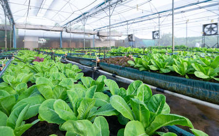 Assorted lettuce close-up in the greenhouse organic focus foreground