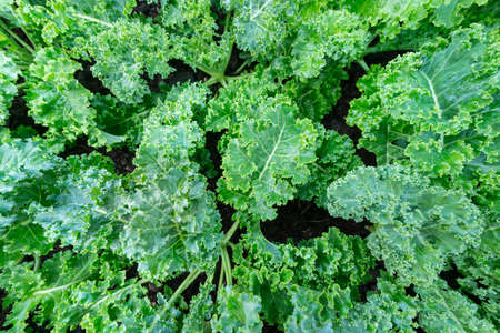 Kale vegetable fresh organic on  top view background pattern