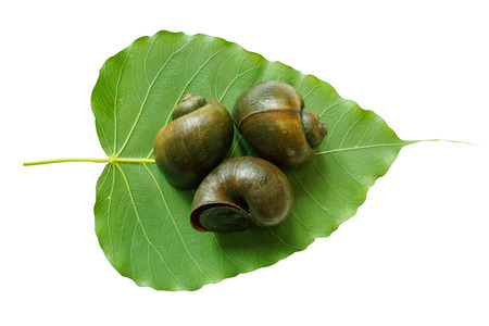 apple snail on leafの写真素材