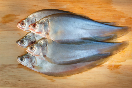 Clown knifefish on woodの写真素材