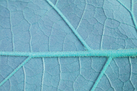 Leaf fibers backgroundの写真素材